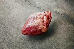 photograph of a calf's heart