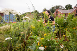 Student in field of flowers doing research.