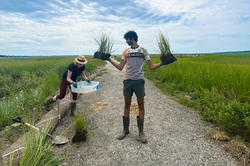 Katia Zolotovsky and Varun Mehta gather plants from marsh