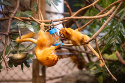 Golden lion tamarins investigate a puzzle feeder made by industrial design students