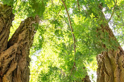 a view into the towering canopy of trees at Saint-Gaudens Park in New Hampshire