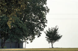 image of trees in leaf