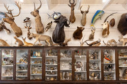 taxidermy mounted on the wall at the Nature Lab