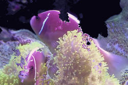 intentionally glitchy image of tropical fish