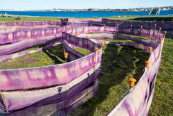 Student work by Charlie Ehrenfried BFA 2018 Malaika Temba BFA 2018. An installation of a maze of purple fabric on a lawn.