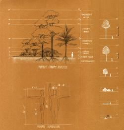 Student work by Mingjie Cai, MLA 2018. Sketches of various trees.