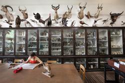 A student studies at the Nature Lab in front of several glass specimen cases and a long row of mounted animal heads above them