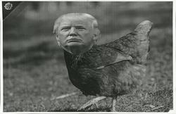 Trump's head photoshopped onto a chicken