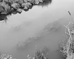 black and white photo of a water stream covering natural growth