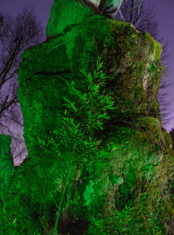 glowing green foliage grows from a rock against a purple lit sky