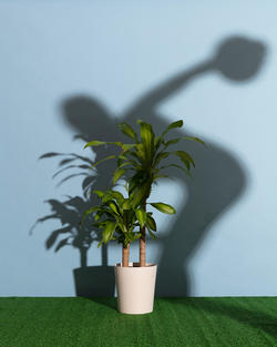 silhouette of a person against a light blue wall, back bent and arm extended backward, holding a round object, a potted plant in front of the wall