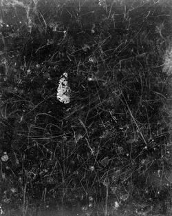 black and white image of a white butterfly wing shaped object sitting in very dark gray grass
