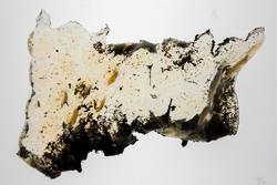 a sheet of yellowed bioplastic, dark along its edges, produced by Megan Valanidas