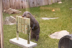 A north american river otter looks inside a bamboo puzzle feeder toy made by Lorna Zhang