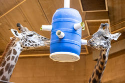 Giraffes eat out of a barrel puzzle feeder made by industrial design students
