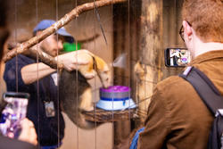 A tamandula eats yogurt out of a puzzle feeder made by an industrial design student