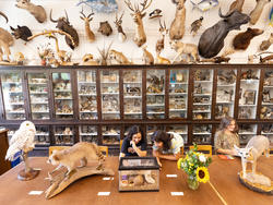 students at work in the Nature Lab with taxidermy specimens behind them