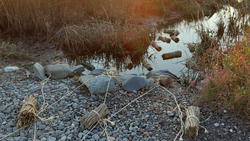 Student work by Landscape Architecture graduate students Cristy Falcon, Yahui Chen and Evan Friedman of a contraption in nature made out of sticks, thread and rocks and set at the edge of a body of water.