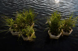 Biopod hexagon-shaped structures holding wetland vegetation