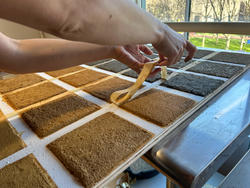 hands peel back tape from the borders of dirt squares in a grid