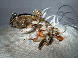 A mixed media artwork is displayed on a cloth with tubes sticking into one side.
